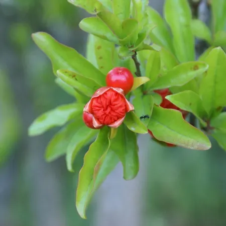 Lejlighed Ljuba I Mare *